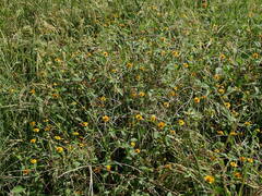 Melampodium divaricatum