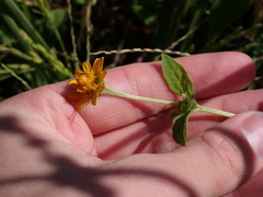 Melampodium divaricatum