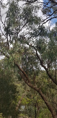 Eucalyptus leucoxylon
