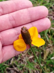 Ratibida columnifera