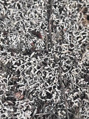 Selaginella cinerascens