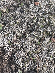 Selaginella cinerascens