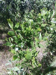 Acacia leiocalyx