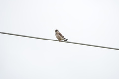 Falco sparverius sparverius