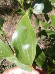 Acacia leiocalyx