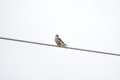 Falco sparverius sparverius