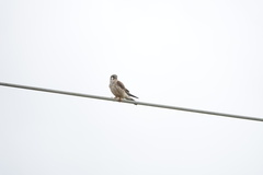 Falco sparverius sparverius