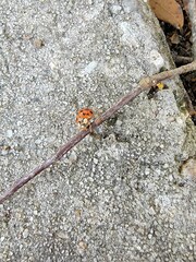 Harmonia axyridis