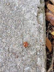 Harmonia axyridis