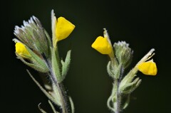 Castilleja lasiorhyncha