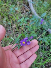 Solanum parishii