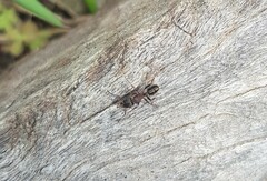 Rhytidoponera tasmaniensis