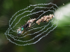 Cyclosa