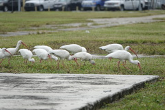 Eudocimus albus