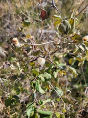 Symphoricarpos rotundifolius