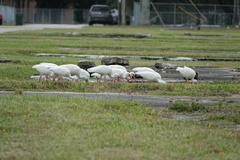 Eudocimus albus