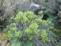 Pimelea buxifolia