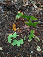 Passiflora tenuiloba
