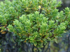 Pimelea buxifolia