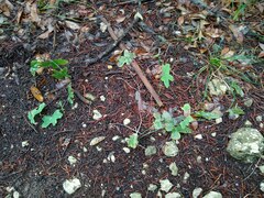 Passiflora tenuiloba