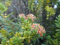 Pimelea buxifolia