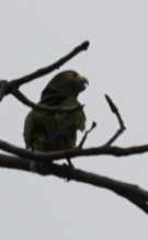 Eupsittula canicularis