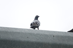 Columba livia domestica