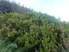 Pimelea buxifolia