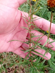 Aldama linearis