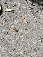 Apis mellifera