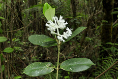 Rudgea coriacea