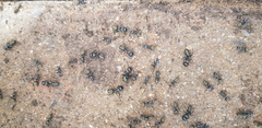 Camponotus aeneopilosus