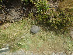 Acaena profundeincisa