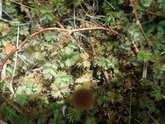 Acaena profundeincisa