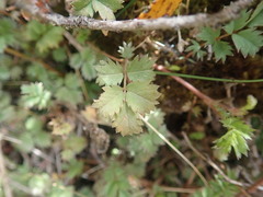 Acaena profundeincisa