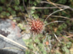 Acaena profundeincisa