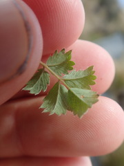 Acaena profundeincisa