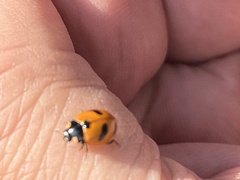 Coccinella monticola