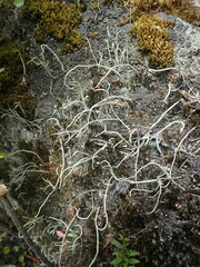 Cladonia corniculata