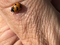 Coccinella monticola