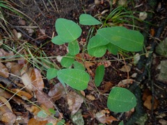 Desmodium psilophyllum
