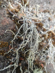 Cladonia corniculata