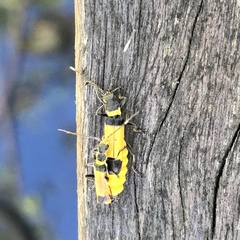 Chauliognathus imperialis