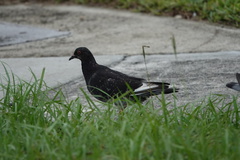 Columba livia domestica