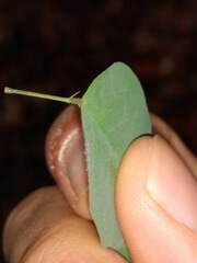 Desmodium psilophyllum