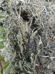 Cladonia corniculata