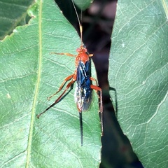 Lissopimpla excelsa