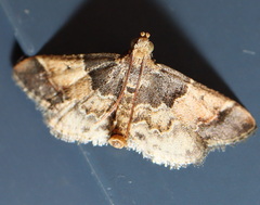 Pyralis pictalis