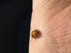 Coccinella monticola