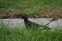 Columba livia domestica